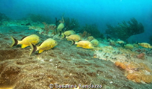 Blue Striped Grunts by Susanna Randazzo 